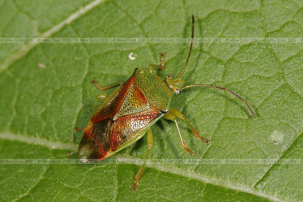 Acanthosoma haemorrhoidale Hawthorn shieldbug