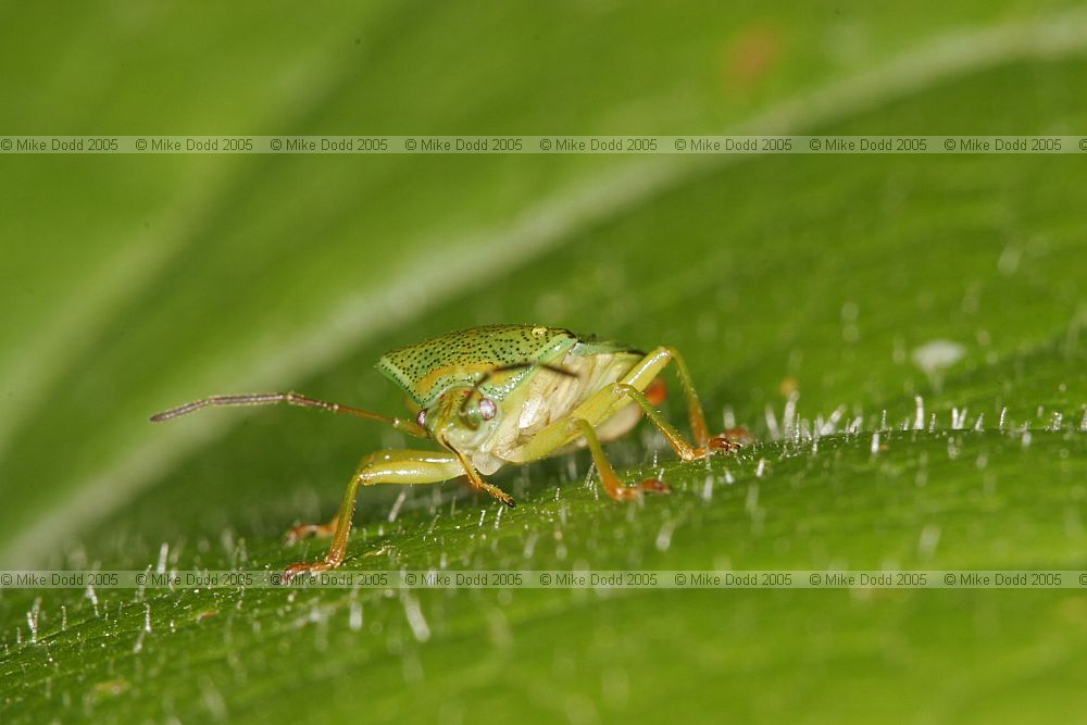 Acanthosoma haemorrhoidale Hawthorn shieldbug