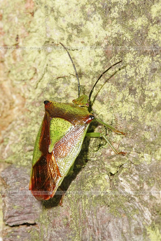 Acanthosoma haemorrhoidale Hawthorn shieldbug