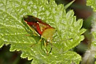 Acanthosoma haemorrhoidale Hawthorn shieldbug