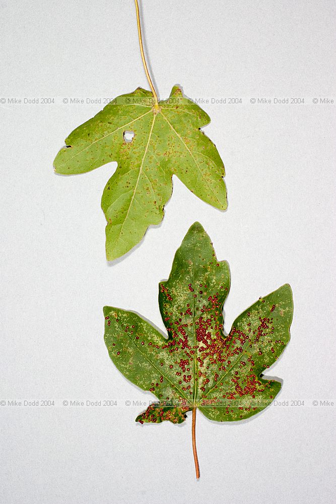 Aceria aceriscampestris field maple red pustule gall (a mite)