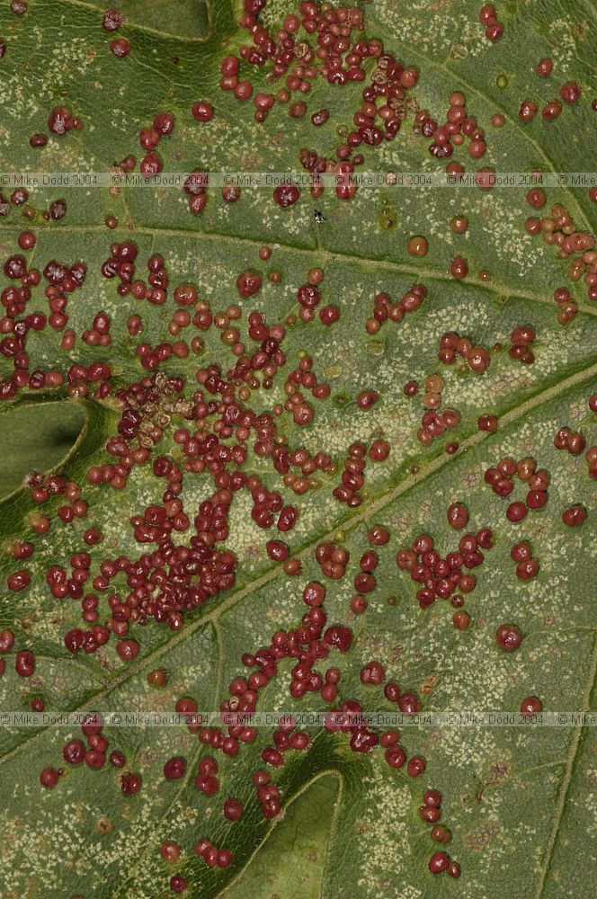 Aceria aceriscampestris field maple red pustule gall (a mite)
