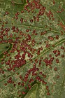 Aceria aceriscampestris field maple red pustule gall (a mite)