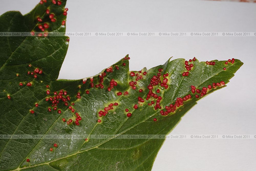 Aceria cephaloneus mite gall on sycamore