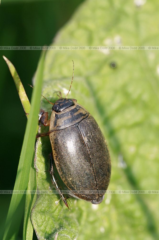 Acilius sulcatus Lesser Diving Beetle