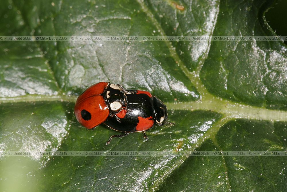 Adalia bipunctata 2-spot Ladybird