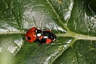 Adalia bipunctata 2-spot Ladybird