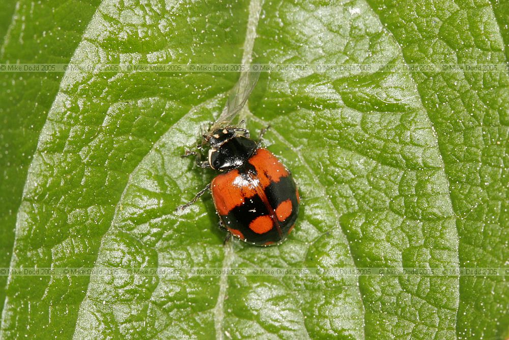 Adalia bipunctata 2-spot Ladybird