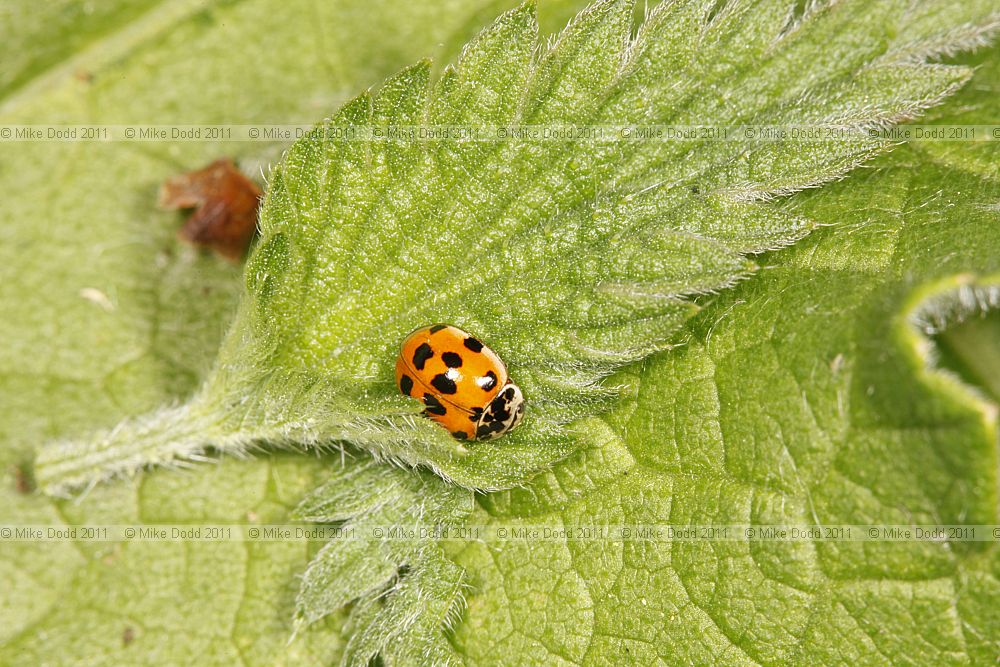 Adalia decempunctata 10-spot Ladybird