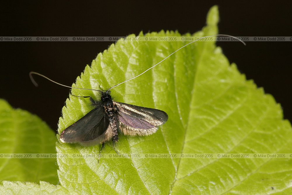 Adela reaumurella micro-moth