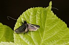 Adela reaumurella micro-moth