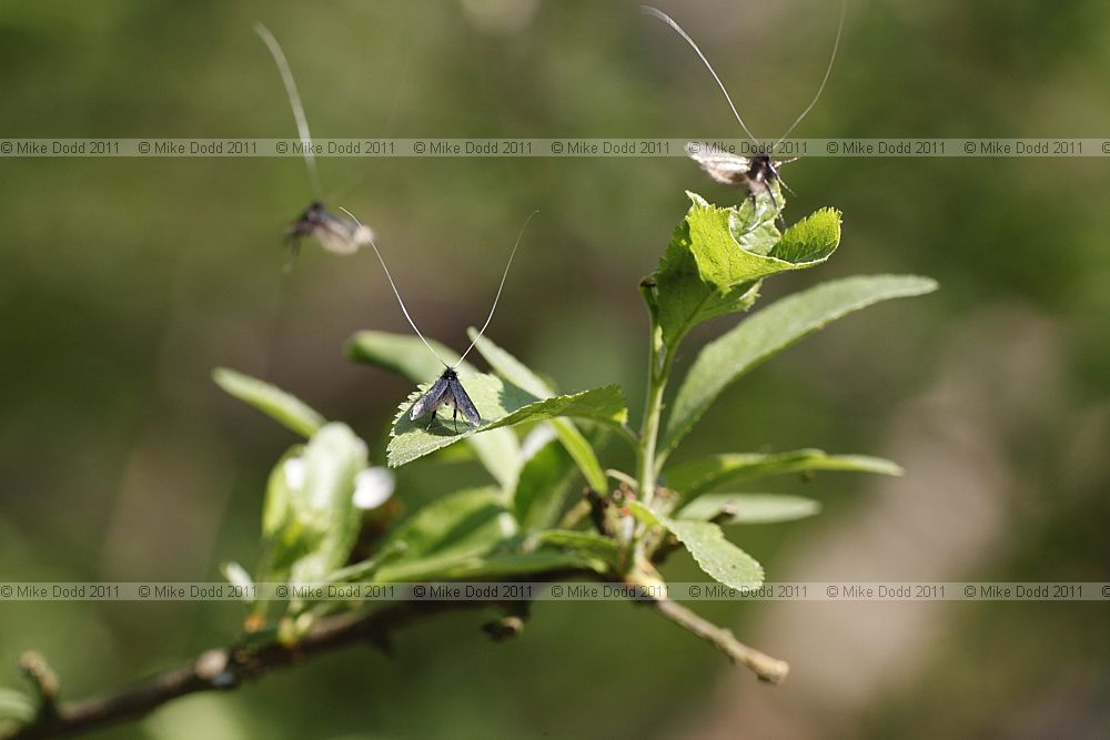 Adela reaumurella moths