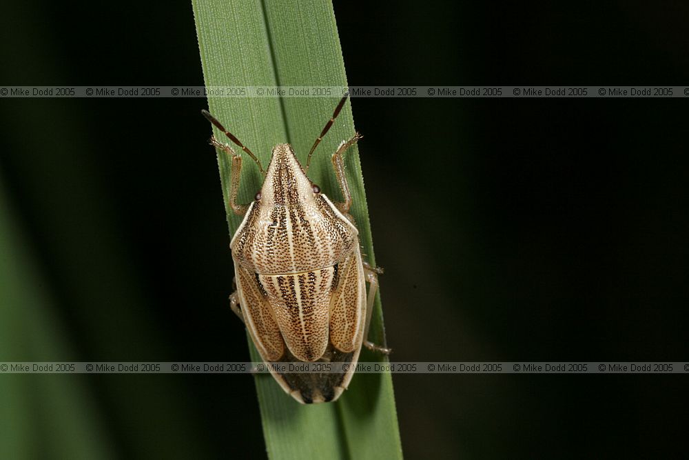 Aelia acuminata Bishop's mitre shieldbug