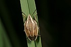 Aelia acuminata Bishop's mitre shieldbug