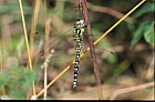 Aeshna cyanea Southern hawker dragonfly