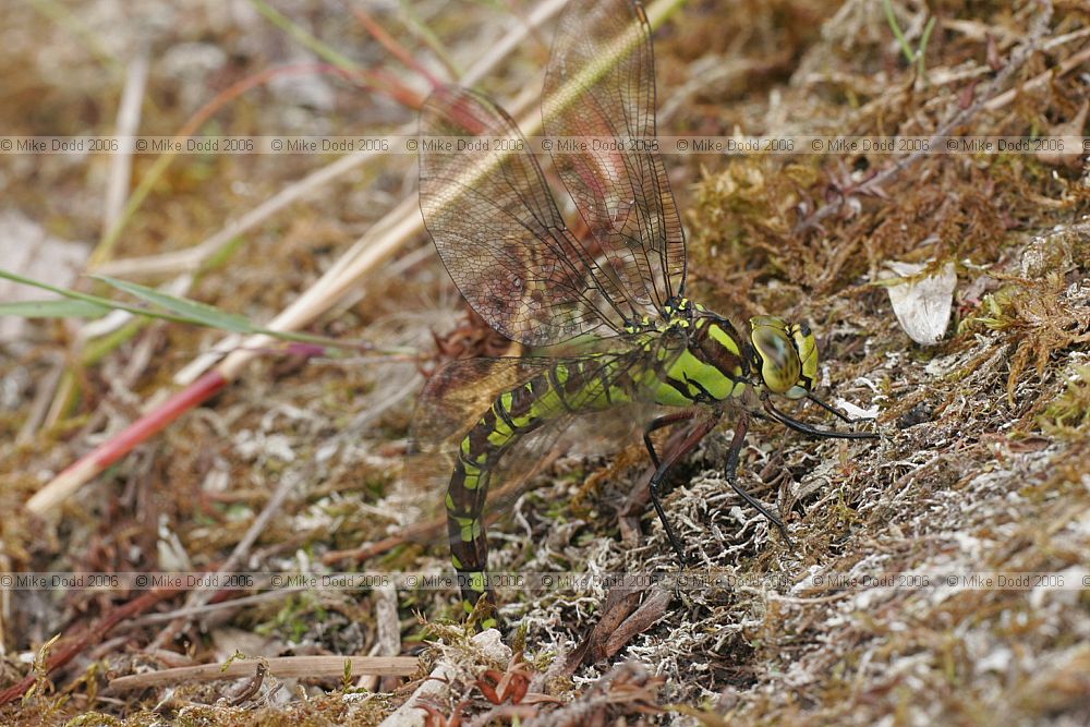 Aeshna cyanea Southern Hawker  female egg laying