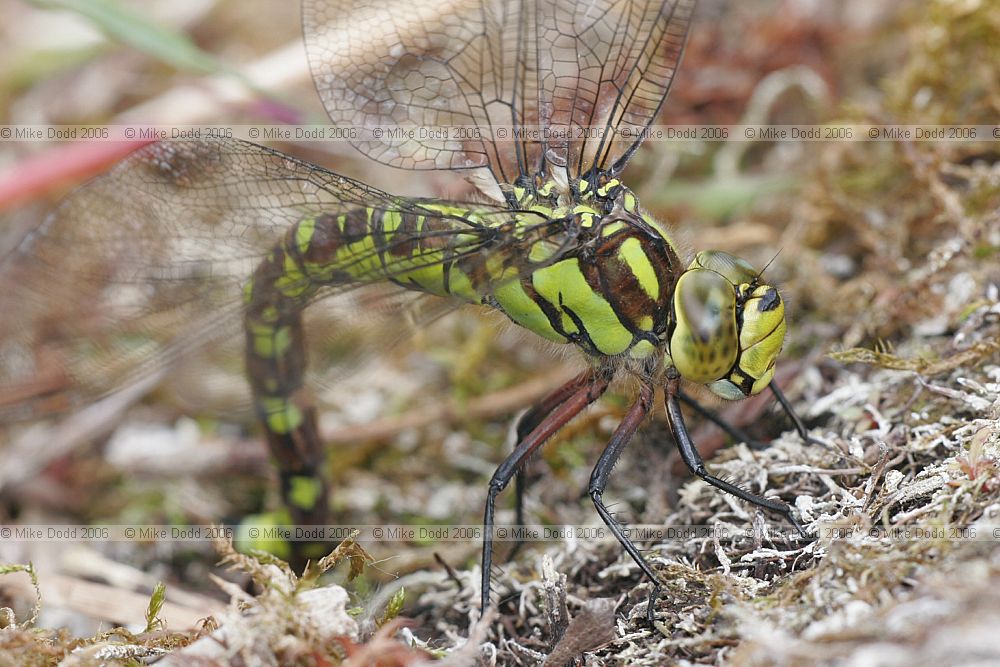 Aeshna cyanea Southern Hawker  female egg laying