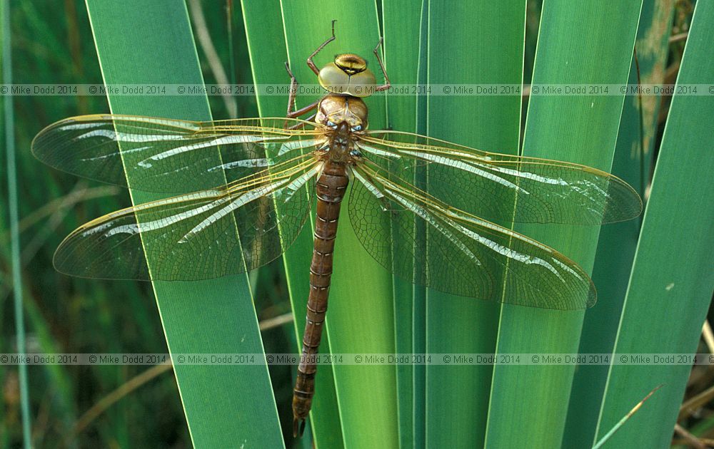 Aeshna grandis Brown hawker dragonfly