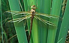 Aeshna grandis Brown hawker dragonfly