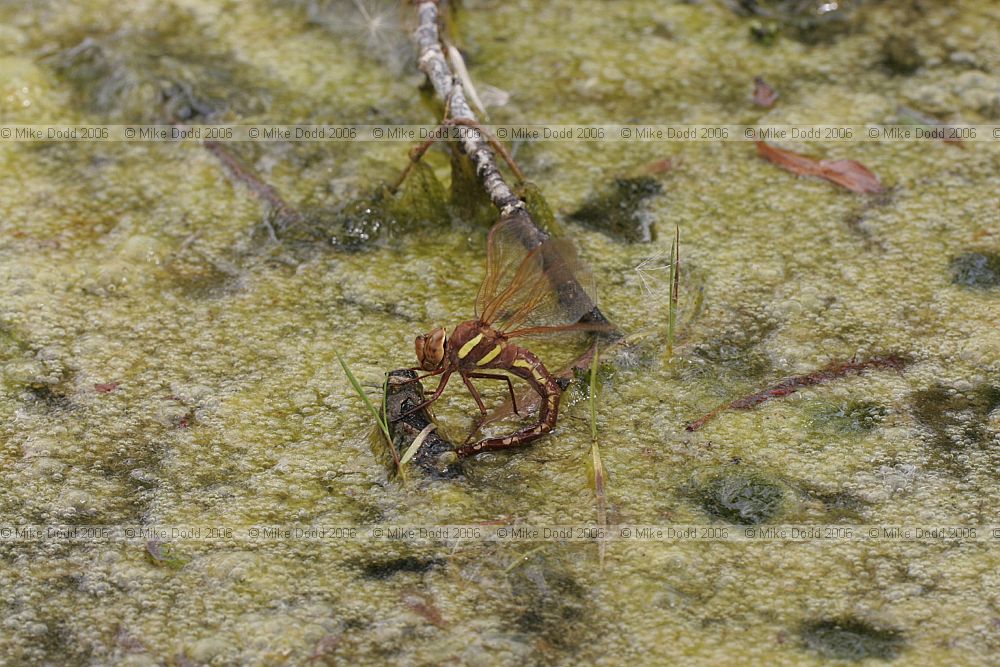 Aeshna grandis Brown Hawker female egg laying