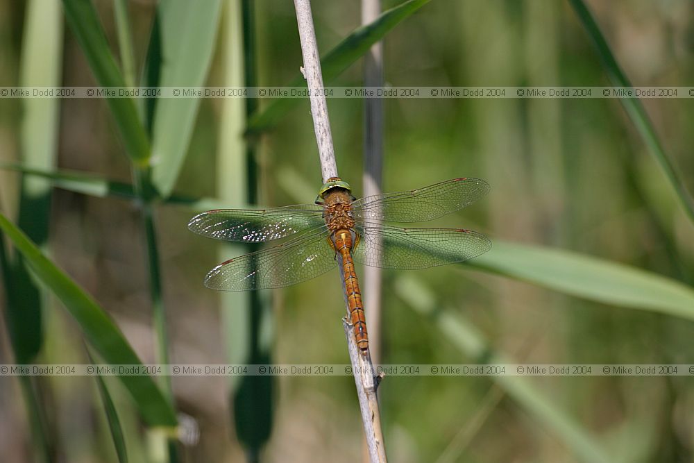 Aeschna isosceles Norfolk hawker dragonfly