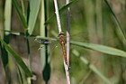 Aeschna isosceles Norfolk hawker dragonfly