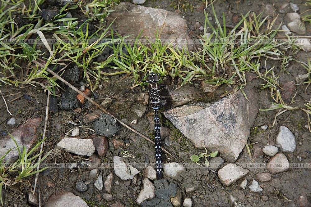 Aeshna juncea Common Hawker