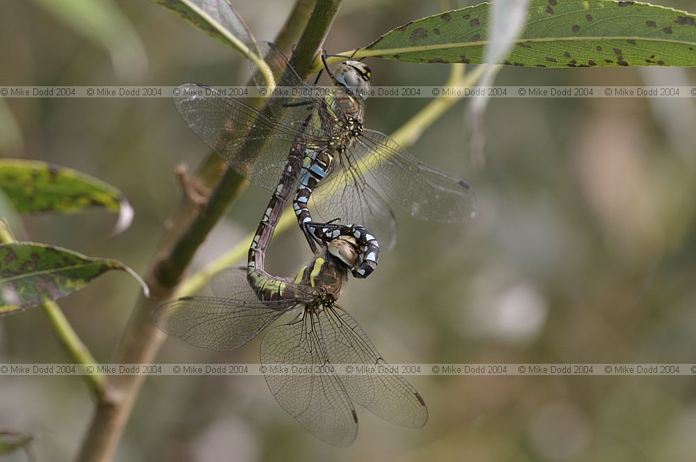 Aeshna mixta Migrant hawker mating wheel