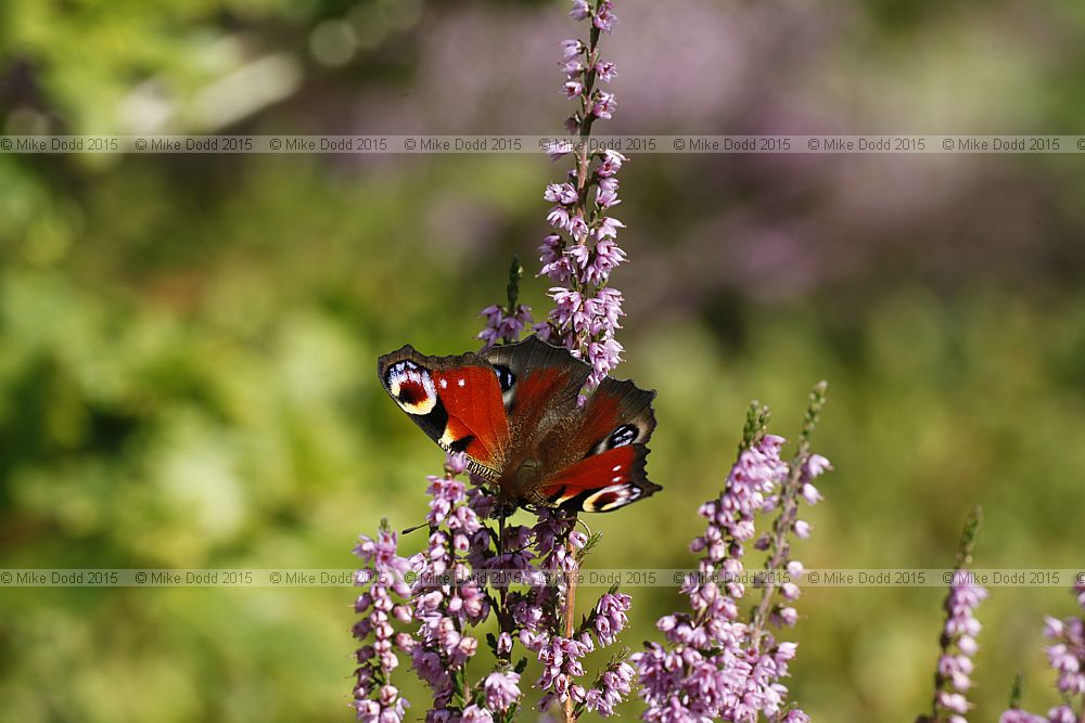 Aglais io Peacock butterfly