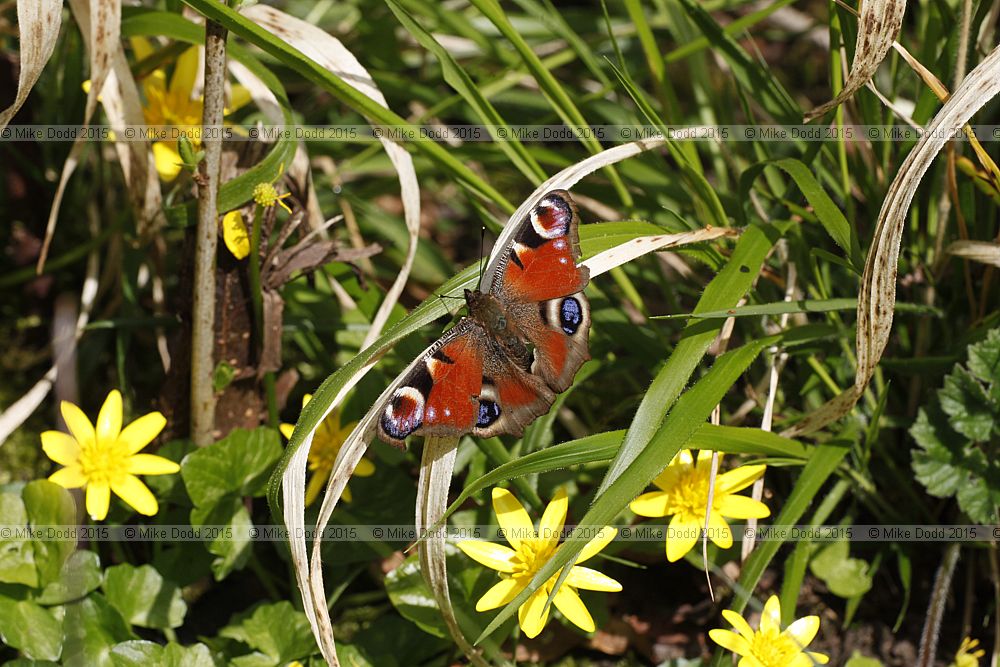 Aglais io Peacock butterfly