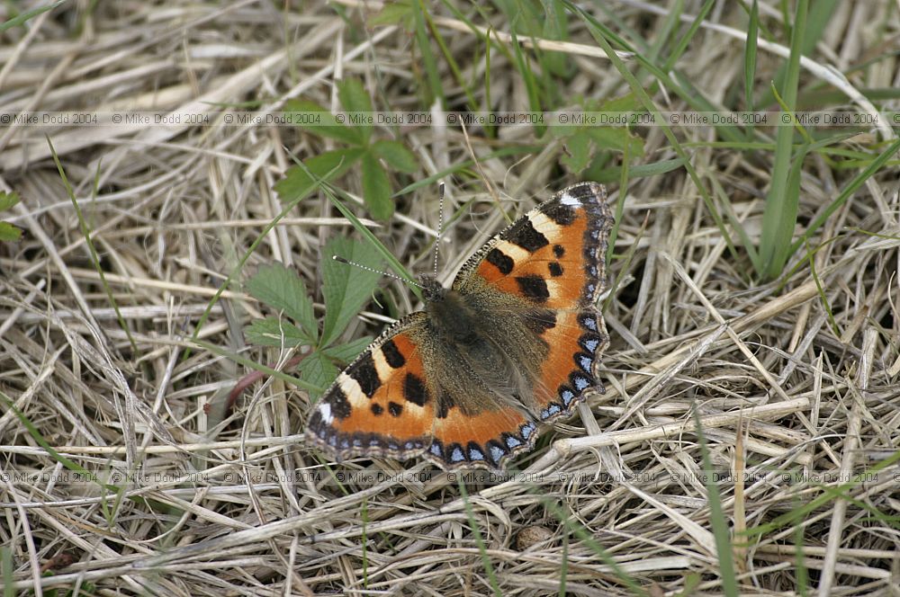 Aglais urticae Small tortoiseshell