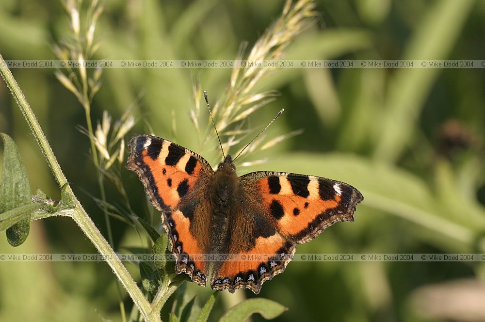 Aglais urticae Small tortoiseshell