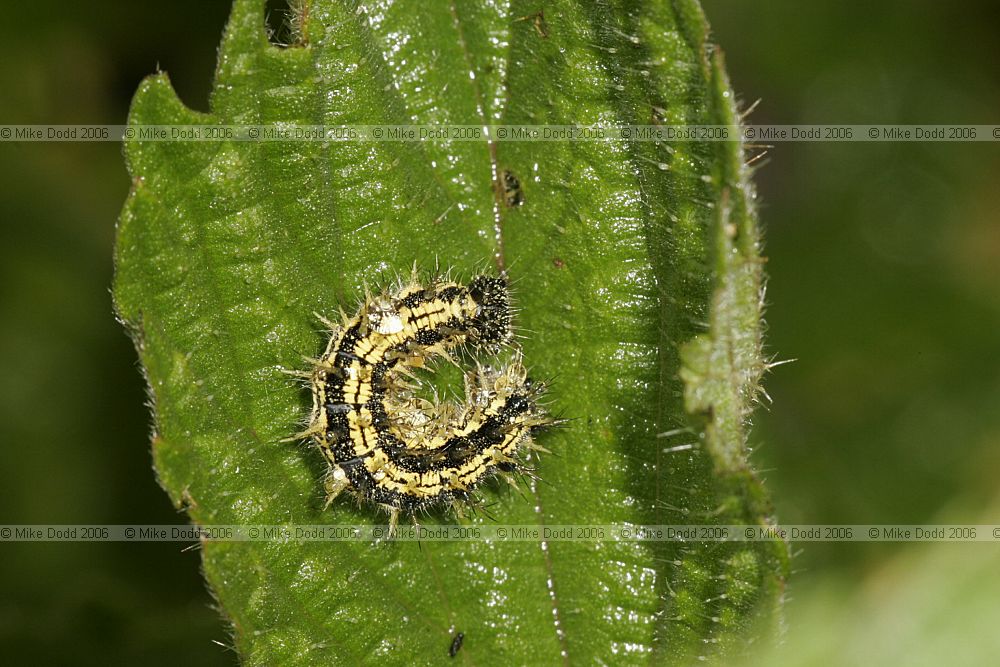 Small tortoiseshell Aglais urticae catterpillars on nettles