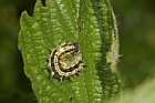 Small tortoiseshell Aglais urticae catterpillars on nettles