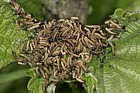 Small tortoiseshell Aglais urticae catterpillars on nettles
