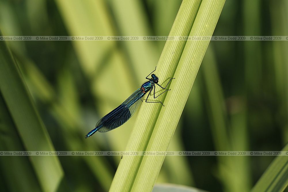 Agrion splendens Banded Agrion