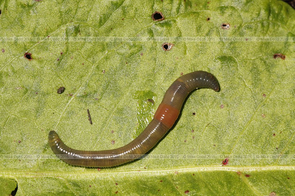 Allolobophora chlorotica Green worm