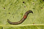 Allolobophora chlorotica Green worm