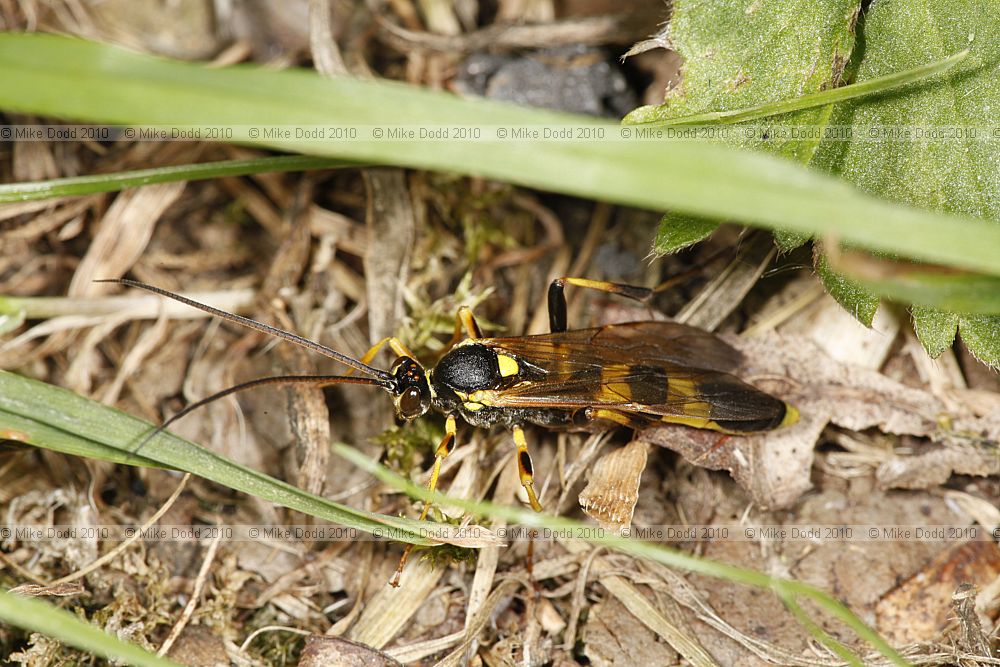 Amblyteles armatorius Ichneumon