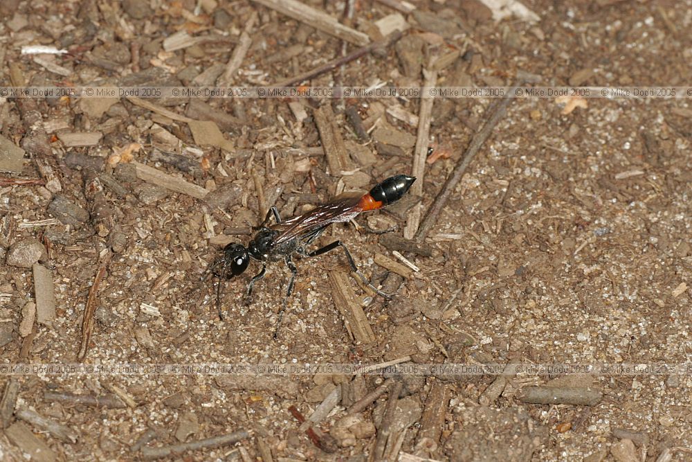 Ammophila sabulosa