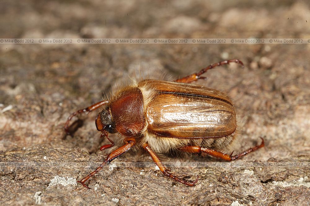 Amphimallon solstitiale Summer Chafer