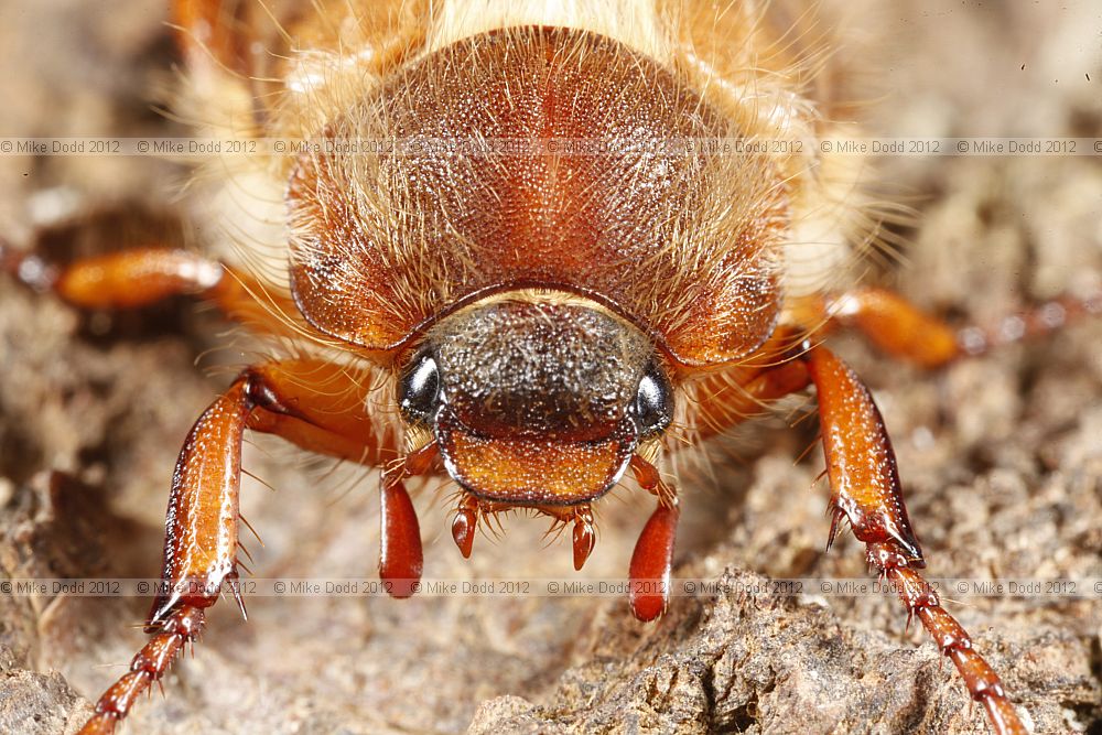 Amphimallon solstitiale Summer Chafer