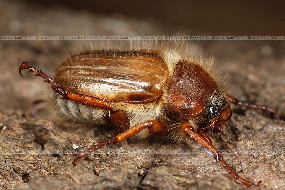 Amphimallon solstitiale Summer Chafer