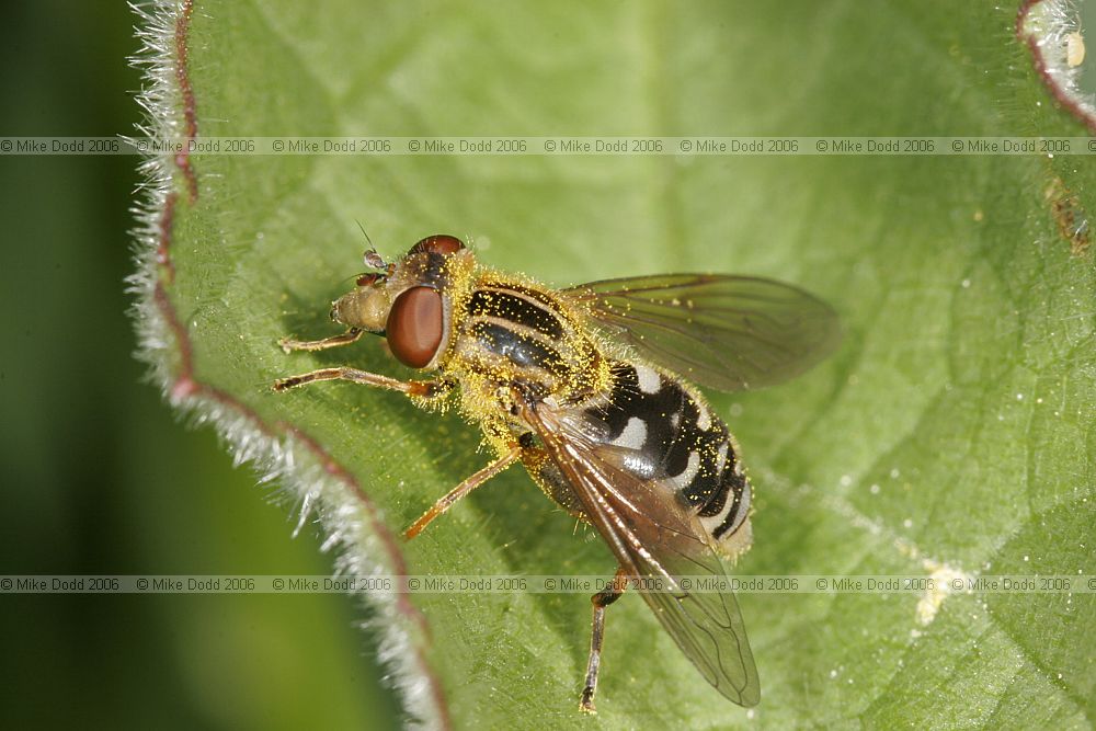 Anasimyia lineata