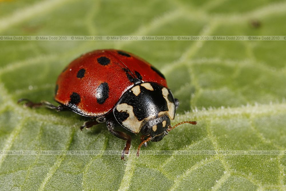 Anatis ocellata Eyed Ladybird