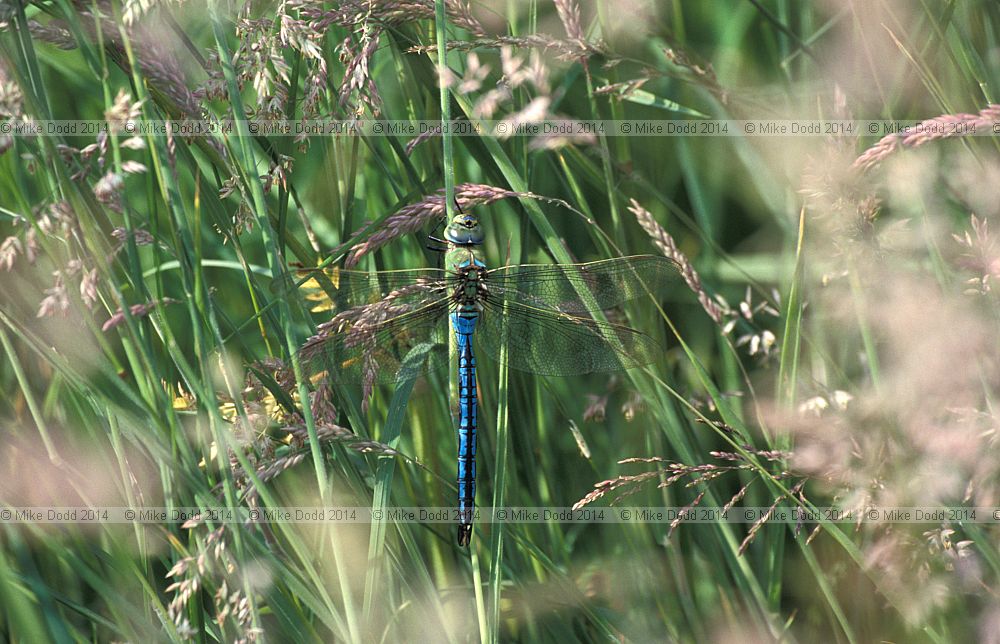 Anax imperator Emperor dragonfly