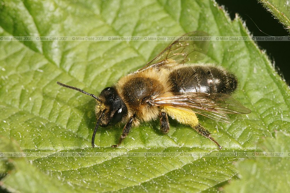Andrena sp a solitary bee