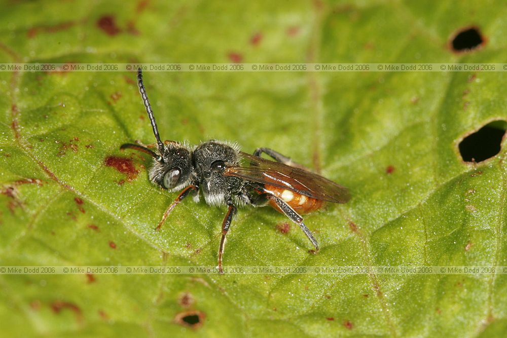 Andrena mining bee (check)