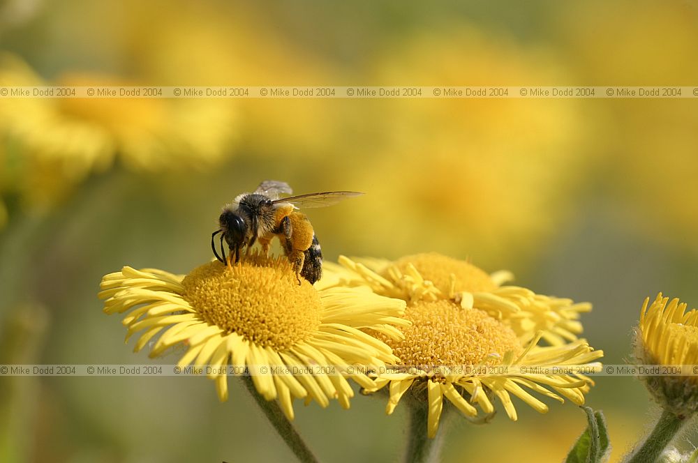 Andrena mining bee on common fleabane Pulicaria dysenterica