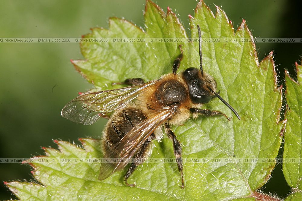 Andrena carantonica